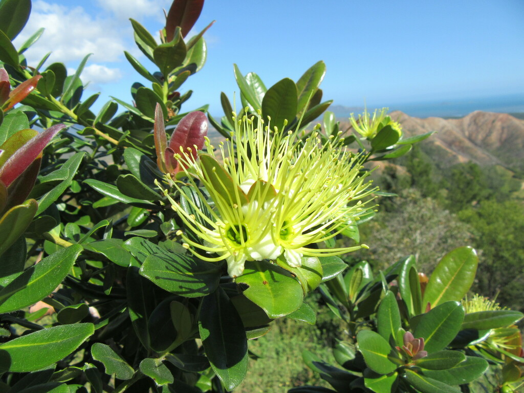 Xanthostemon pubescens