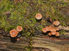 Kuehneromyces brunneoalbescens