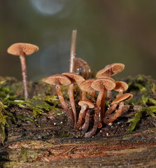 Kuehneromyces brunneoalbescens