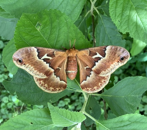 Tulip-tree Silkmoth photo 5