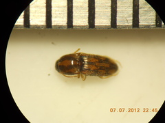 Conoderus bellus