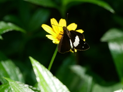 Notocrypta waigensis