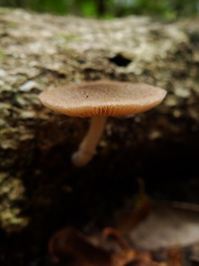 Hydnangiaceae