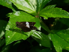 Notocrypta waigensis