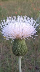 Cirsium undulatum