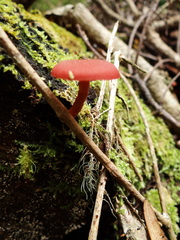 Hydnangiaceae
