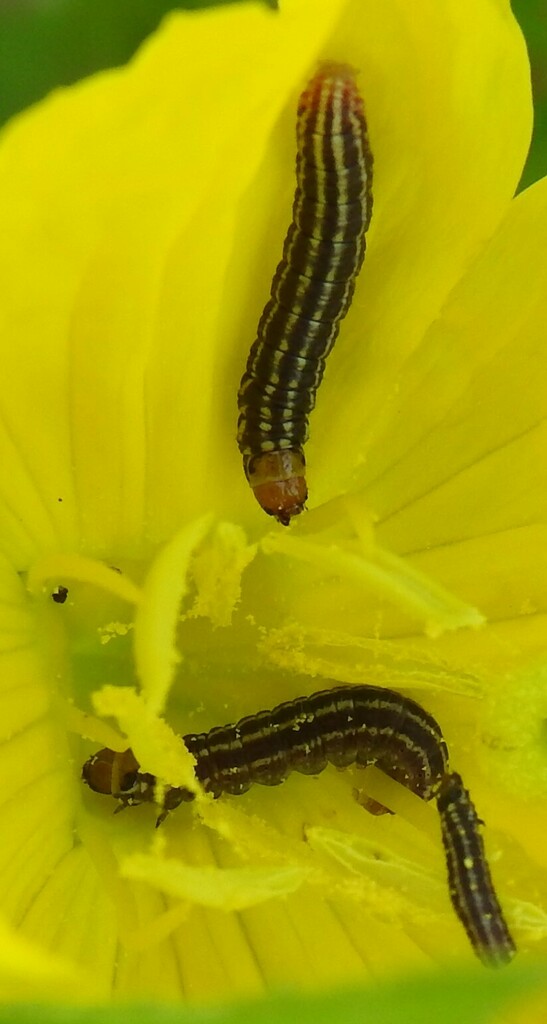 American Sunflower Moth