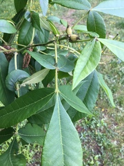 Phylloxera devastatrix