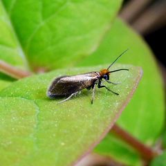 Micropterix calthella
