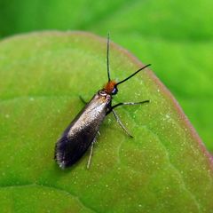 Micropterix calthella