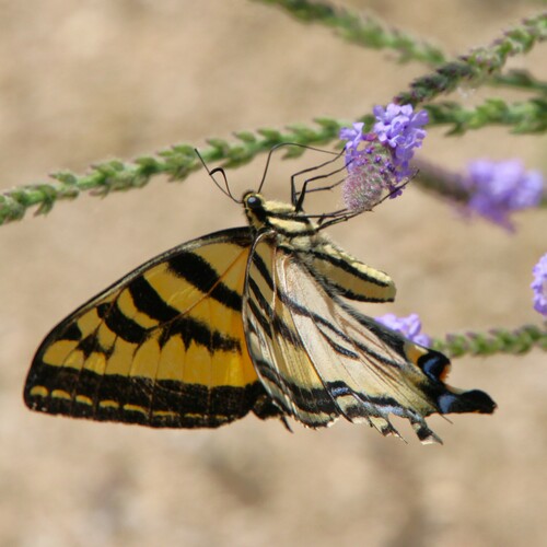 iNaturalist observation photo of Western Tiger Swallowtail