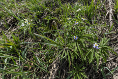 Anemonoides caerulea