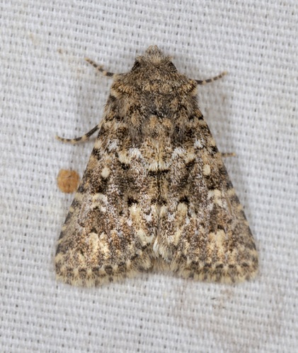 iNaturalist observation photo of Pseudobryomima fallax