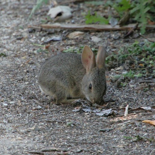 iNaturalist observation photo of Brush Rabbit