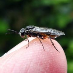 Periclista pubescens