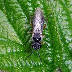 Periclista pubescens