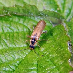 Cantharis decipiens