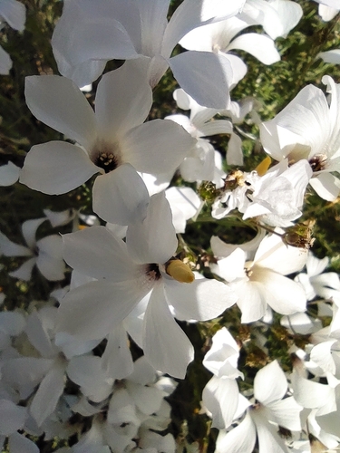 Linum suffruticosum (Linum suffruticosum)