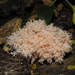 Hericium novae-zealandiae - Photo no rights reserved, uploaded by thankyou