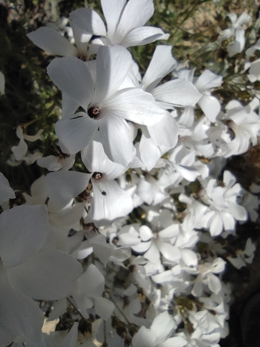 Image of Linum suffruticosum by (c) Daniel Heras González, some rights reserved (CC BY)