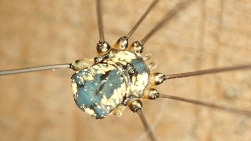 Leiobunum defectivum