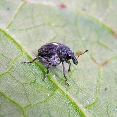 Rhinoncus leucostigma