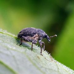 Rhinoncus leucostigma