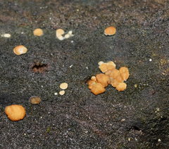 Trichoderma nothescens