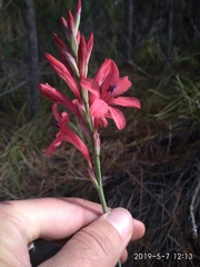 Tritoniopsis pulchra