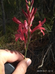 Tritoniopsis pulchra