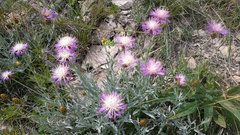 Psephellus trinervius