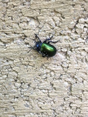 Chrysolina auripennis