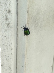 Chrysolina auripennis