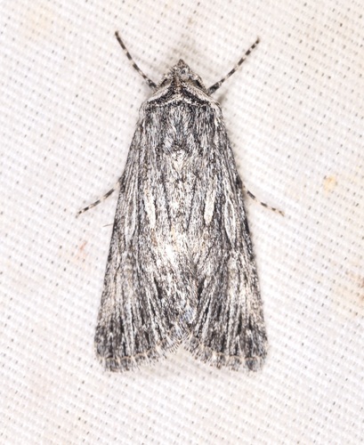 iNaturalist observation photo of Sympistis major