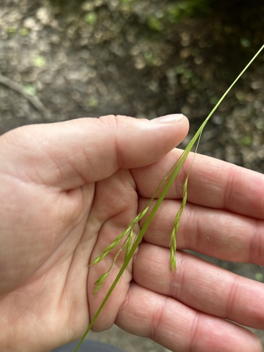 white edge sedge (Carex debilis)