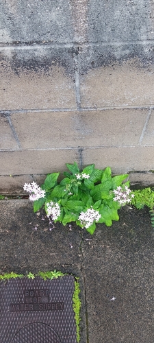 Image of Pentas lanceolata by (c) Damien Wallace, some rights reserved (CC BY)