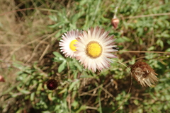 Helichrysum wilmsii