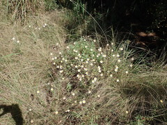 Helichrysum wilmsii