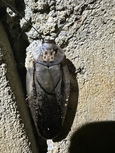 Madeira Cockroach