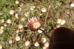 Helichrysum wilmsii