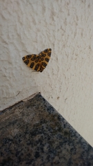 Pantherodes pardalaria