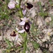 Ophrys bertolonii catalaunica - Photo (c) Krishna Sivillà Rubio, some rights reserved (CC BY), uploaded by Krishna Sivillà Rubio