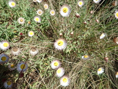 Helichrysum wilmsii