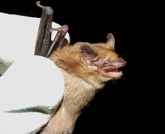 Nycticeinops schlieffenii