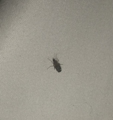 Sylvicola alternatus