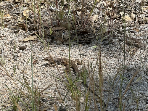 iNaturalist observation photo of Western Whiptail