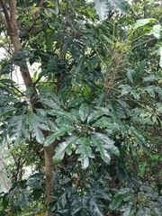 Heptapleurum heptaphyllum