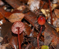 Mycena toyerlaricola
