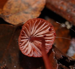 Mycena toyerlaricola