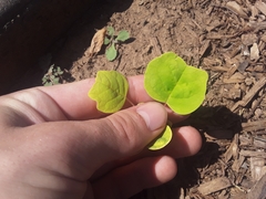 Liriodendron tulipifera